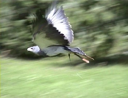 adler01.jpg (25669 Byte)