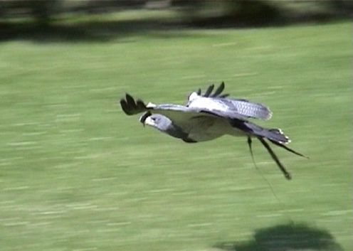 adler02.jpg (20243 Byte)