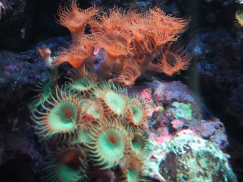 ane01.jpg (33493 Byte)