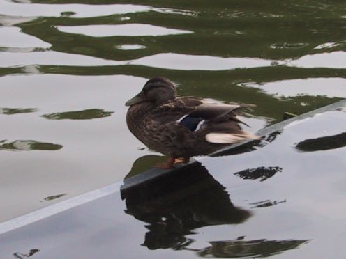 ente01.jpg (23951 Byte)