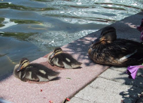 ente02.jpg (41532 Byte)