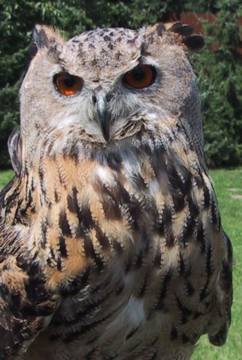 eule01.jpg (71842 Byte)