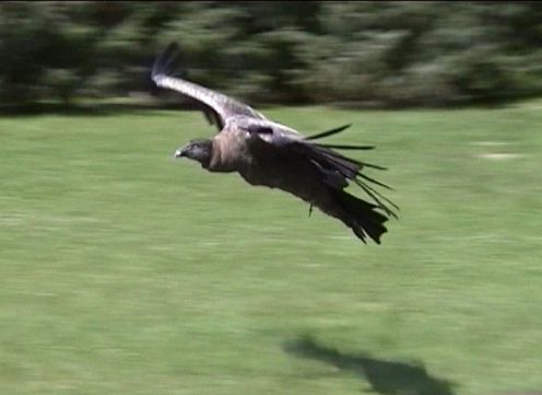 geier01.jpg (21949 Byte)