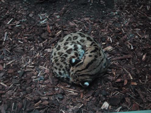 ozelot01.jpg (46463 Byte)