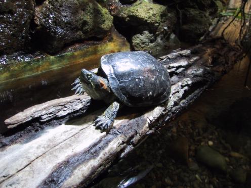 schild01.jpg (37776 Byte)