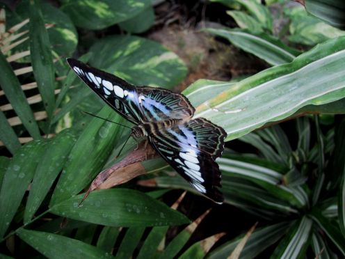 schmet01.jpg (37243 Byte)