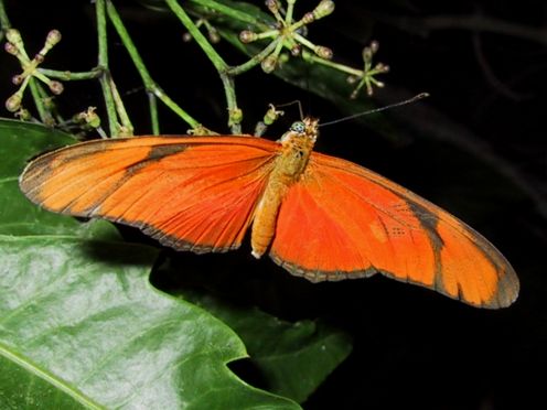 schmet02.jpg (31366 Byte)